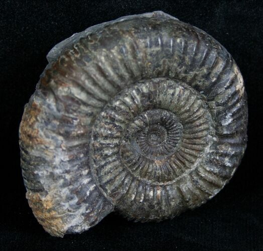 Inch Dactylioceras Ammonite - Great Britain #4234